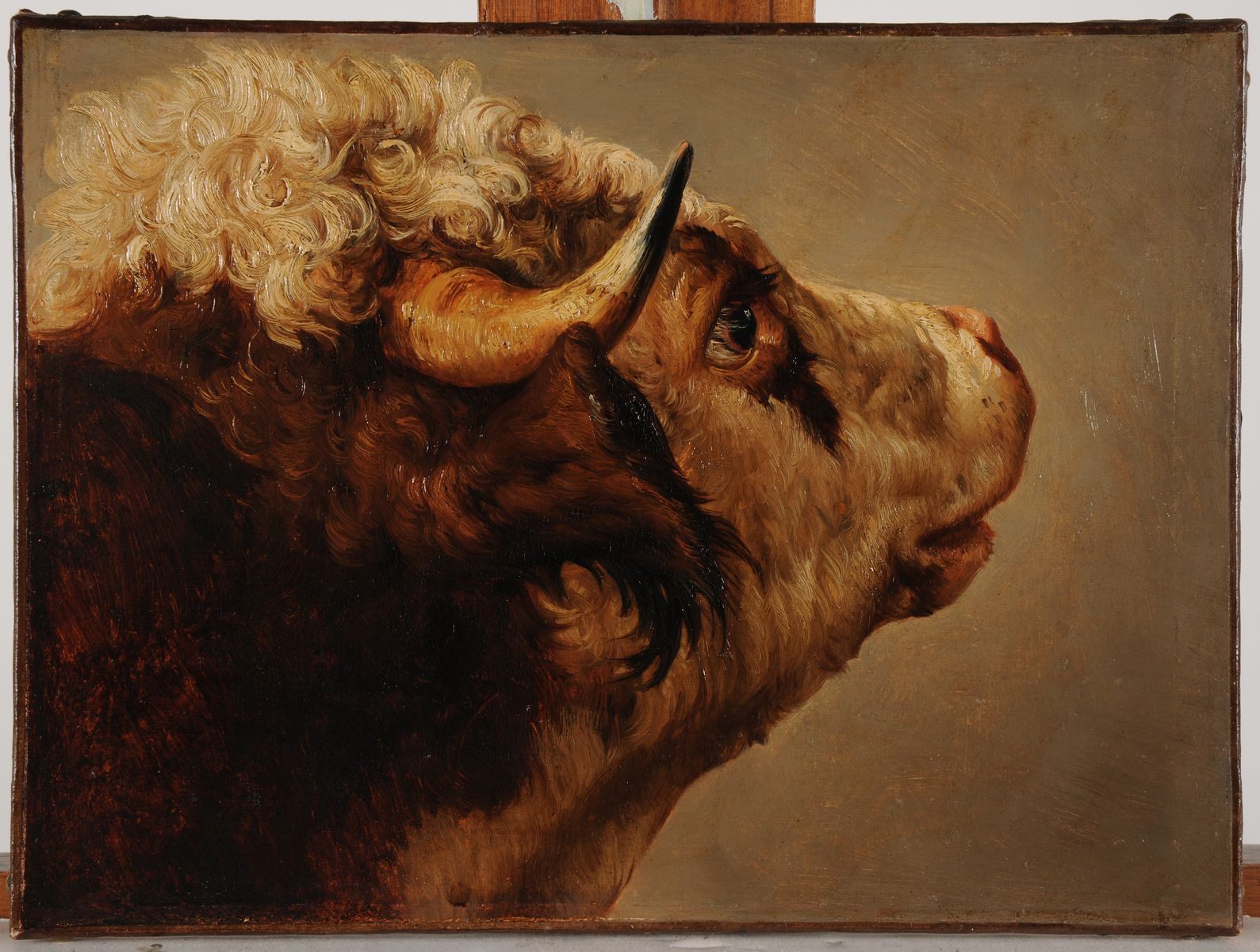 Tête de vache, Jacques-Raymond Brascassat, 19e siècle