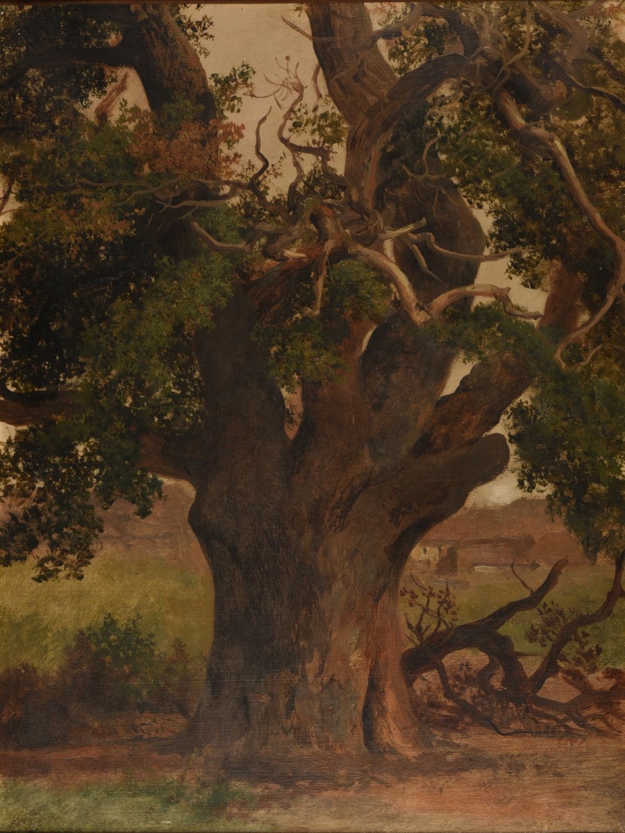 Le Vieux chêne (étude) (titre attribué), Jacques-Raymond Brascassat, 19e siècle