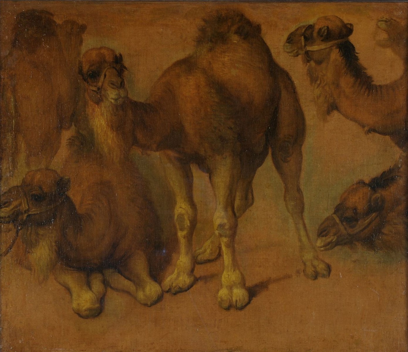 Dromadaires et têtes de dromadaires, Pieter Boel, 17e siècle