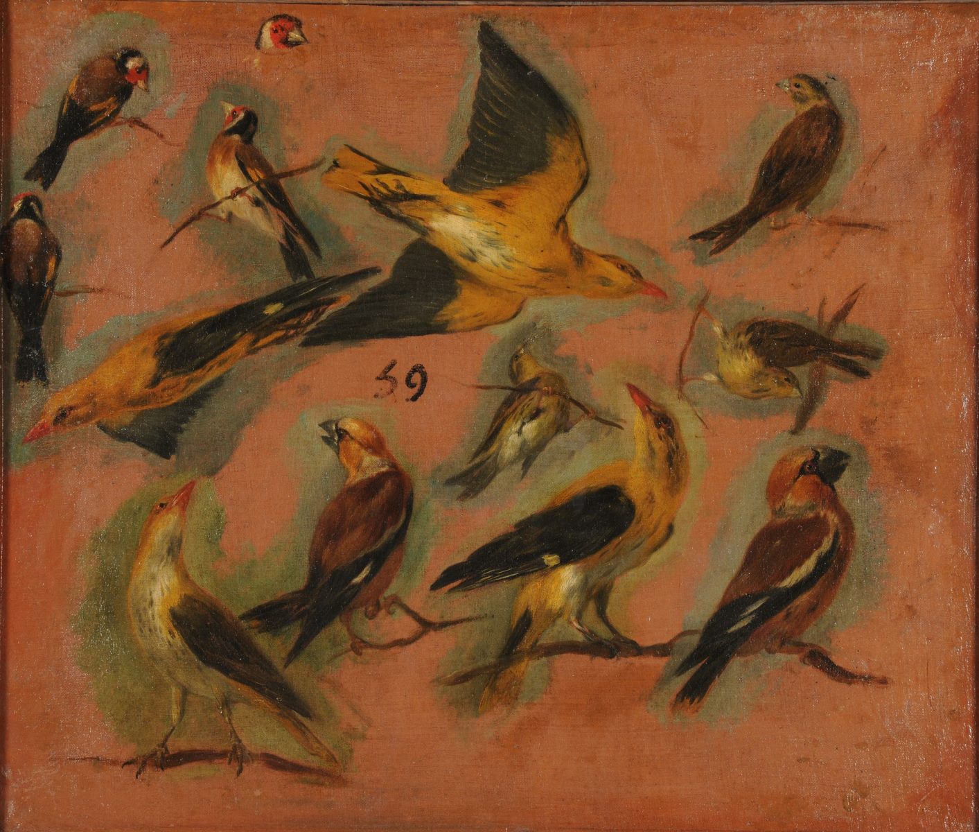 Chardonnerets, oiseaux, Pieter Boel, 17e siècle