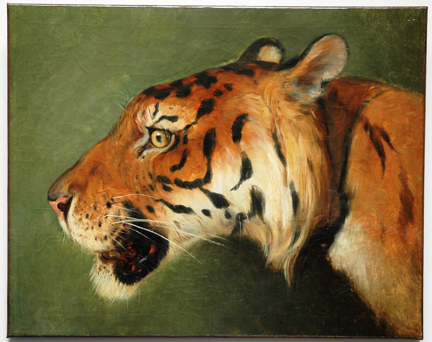 Tête de tigre_0