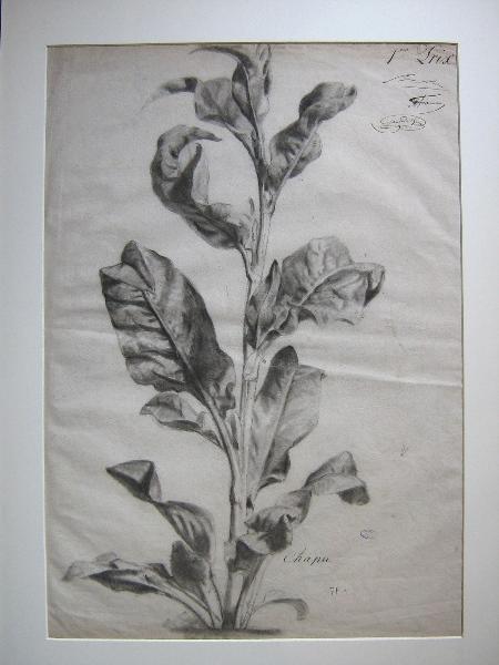 Tige végétale (Titre attribué), Henri Chapu, 1848