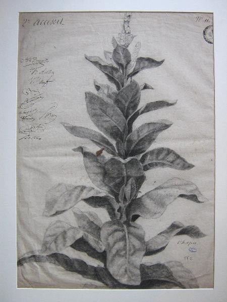 Tige florale (Titre attribué), Henri Chapu, 1848