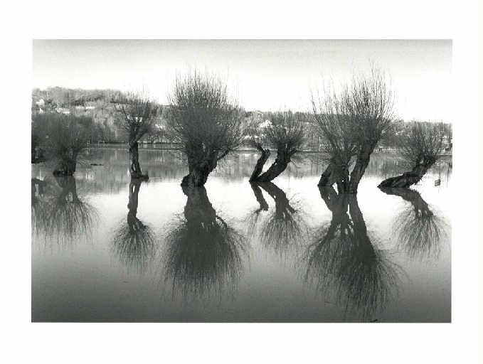 Crue du Grand-Morin et saules du Pré Manche, Christian Georgel, 2014