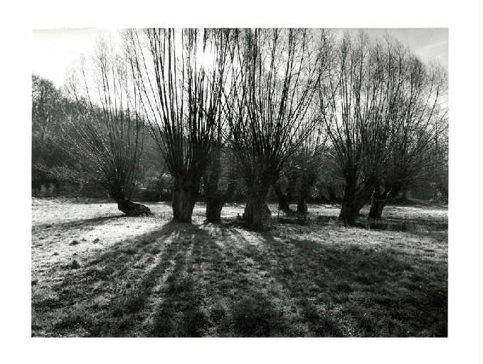 Saules de la collégiale de Crécy, Christian Georgel, 2014