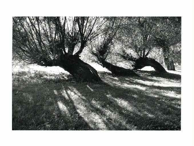 Saules couchés du Pré Manche, Christian Georgel, 2014