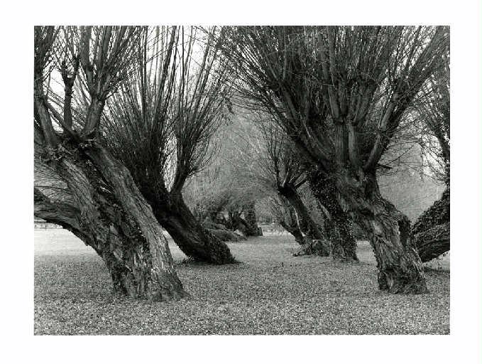 Saules de Voulangis, Pré Manche, Christian Georgel, 2014