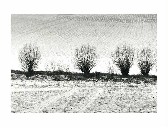 Saules têtards et sillons enneigés, Christian Georgel, 2014