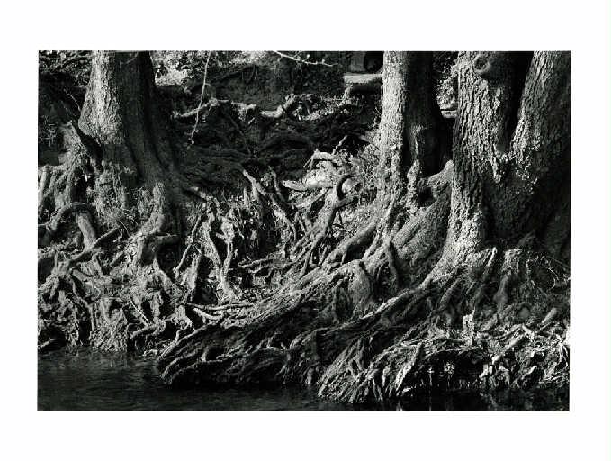 Racines découvertes sur le Grand-Morin, Christian Georgel, 2014