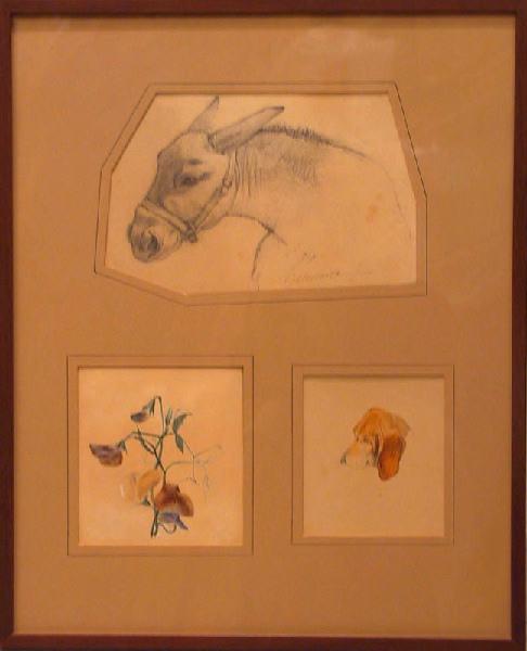 Petite branche de pois de senteur_0