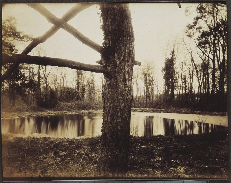 Sceaux. Parc. Pin au bord du bassin proche du Pavillon de l'Intendance, Eugène Atget, 1925
