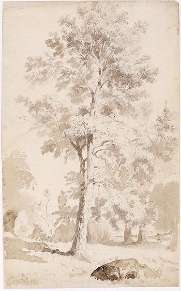 Etude de chataigniers à Mareil en France, François-Edme Ricois, 1845