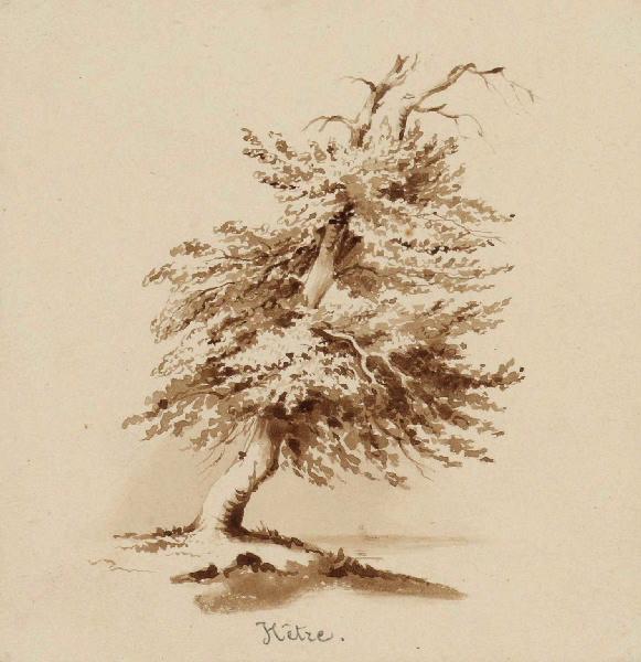 Hêtre, Léon Alegre, 19e siècle