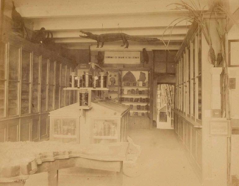 Salle d'histoire naturelle - salle n° 1, Michel, 19e siècle