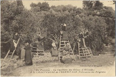 Villeneuve-lès-Avignon : olivade_0