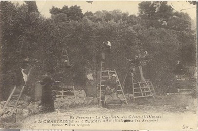Villeneuve-lès-Avignon : olivade_0