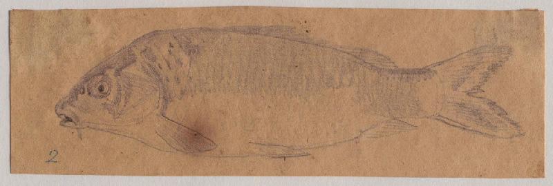 Un poisson, Grandville, 1847 avant