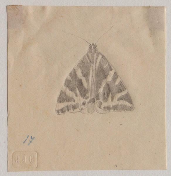 Papillon, Grandville, 1847 avant