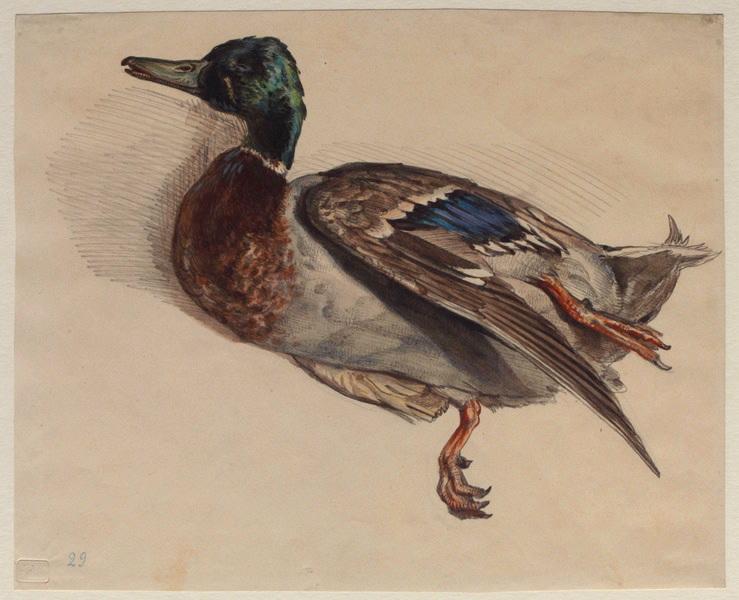 Canard colvert, mâle, Grandville, 1847 avant