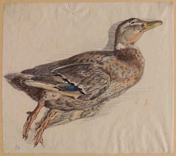 Canard colvert, femelle, Grandville, 1847 avant
