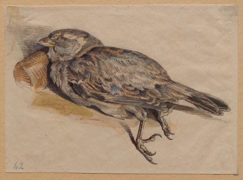 Moineau femelle, Grandville, 1846