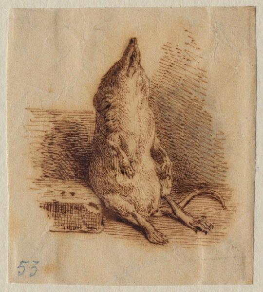 Musaraigne assise, Grandville, 1847 avant