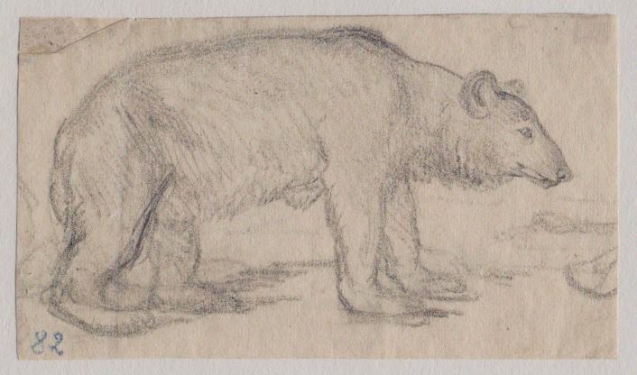 Ours de profil, Grandville, 1847 avant