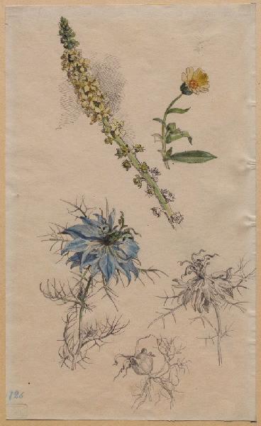 Fleurs et fruit de nigelle de Damas, réséda et souci des champs_0
