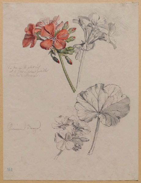 Fleurs et feuilles de géranium rouge, Grandville, 1846