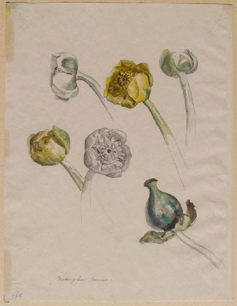 Des fleurs de nénuphars jaunes et une graine, Grandville, 1846