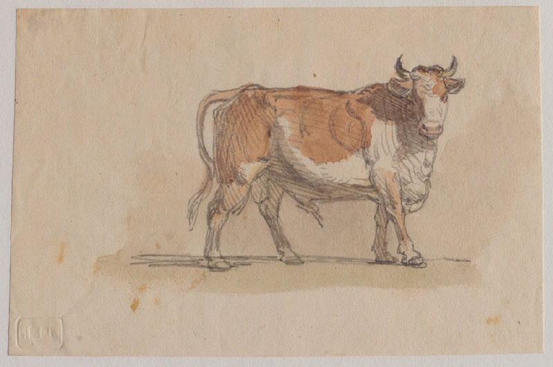 Un taureau, Grandville, 1847