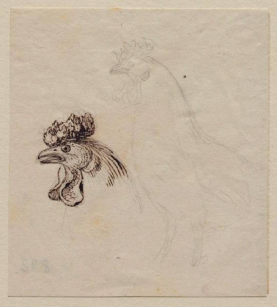 Un coq, Grandville, 1847