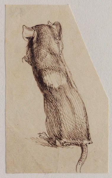Musaraigne dressée sur ses pattes arrière de dos, Grandville, 1847