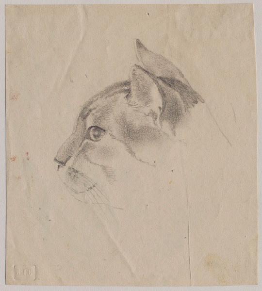Tête de chat de profil, Grandville, 1847