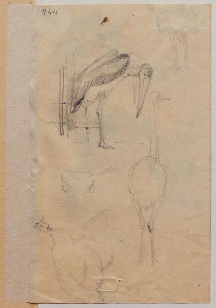 Oiseaux exotiques, Grandville, 1847