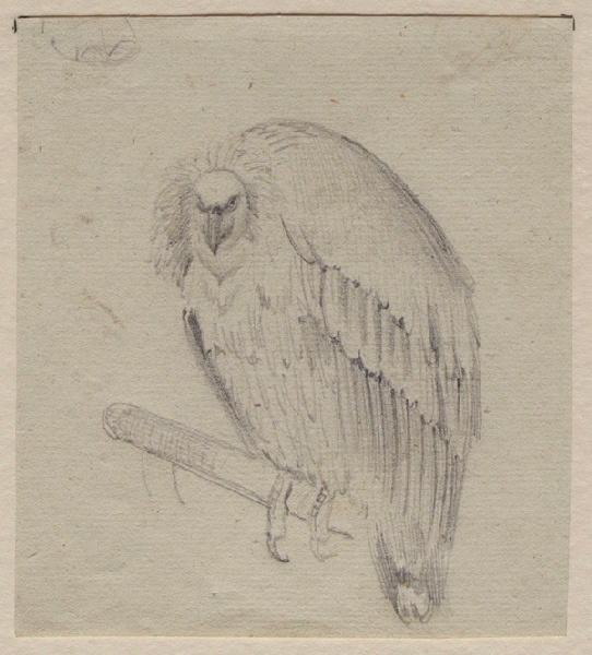 Vautour sur un perchoir, Grandville, 1847