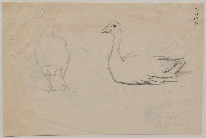 Deux oies, Grandville, 1847