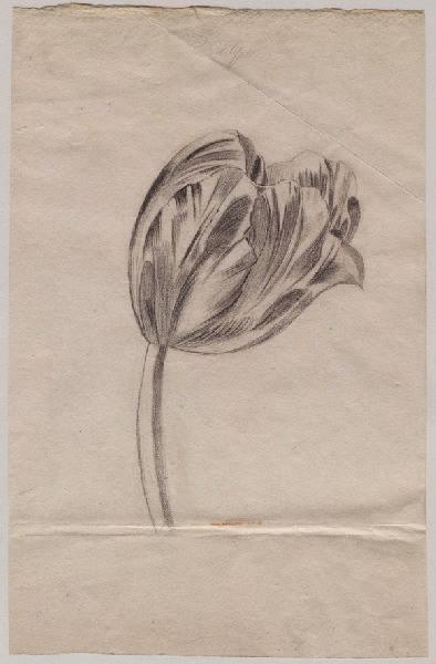 Tulipe, Grandville, 1845
