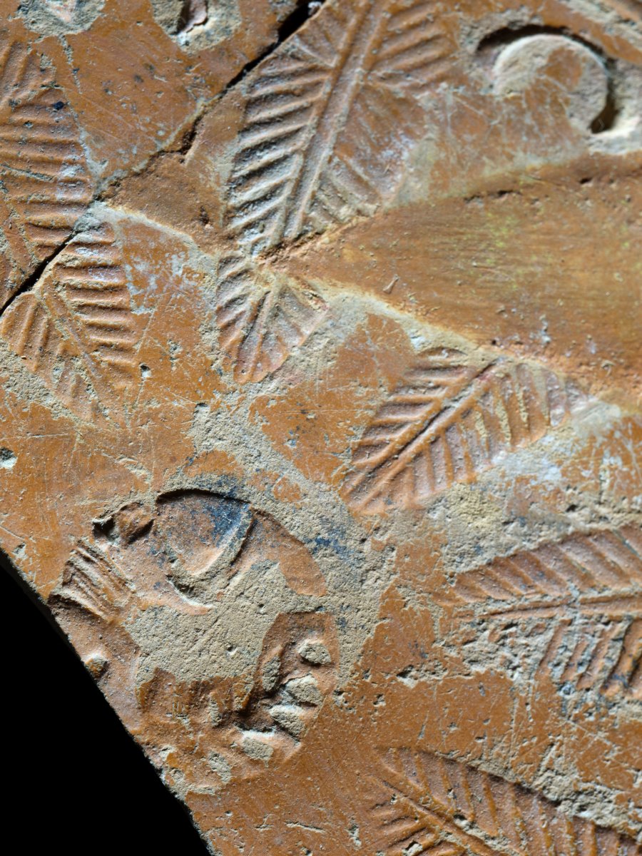 Fragment de plat à marli_2