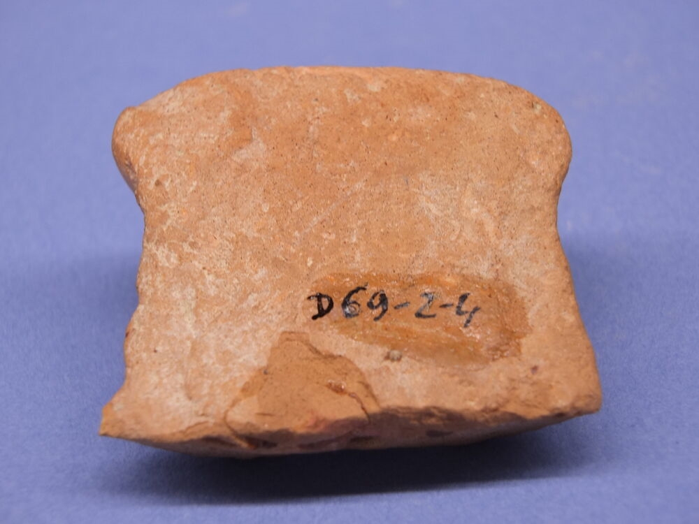 Dea tyria gravida ; Tête de femme_1