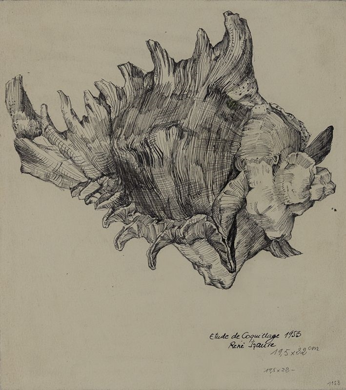 Etude de coquillage, René Izaure, 1953