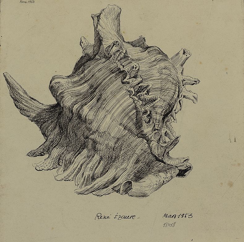 Etude de coquillage, René Izaure, 1953