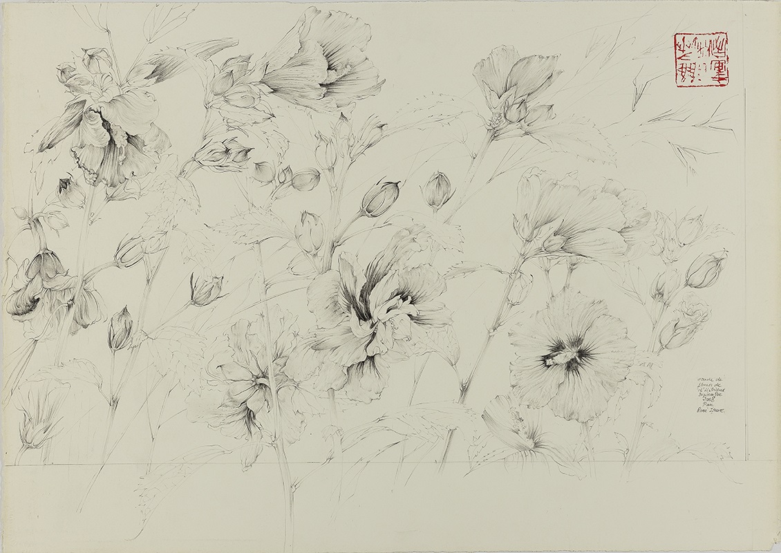Etude de fleurs d'hibiscus, René Izaure, 2008