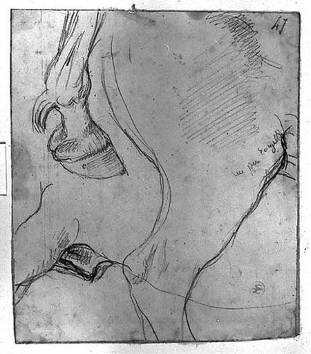 Cheval (Arrière-train, vers la droite, sexe et sabot)_0