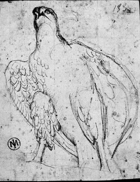 Un aigle, Jean-Auguste-Dominique Ingres, 1804-1806