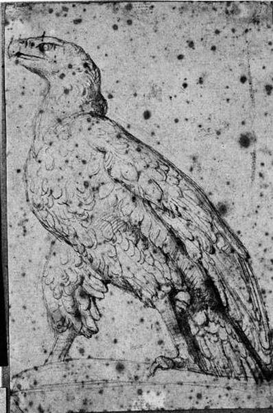 Un aigle, Jean-Auguste-Dominique Ingres, 1804-1806