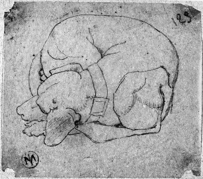 Chien de chasse dormant, Jean-Auguste-Dominique Ingres, 1806-1820