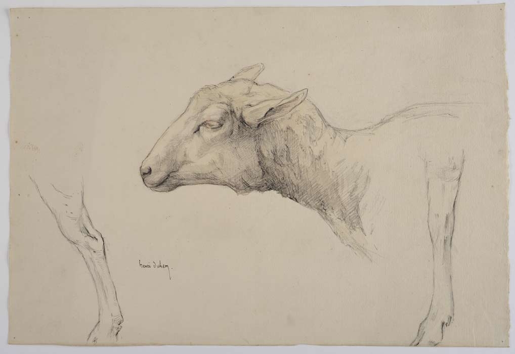 Tête de mouton, Henri Duhem