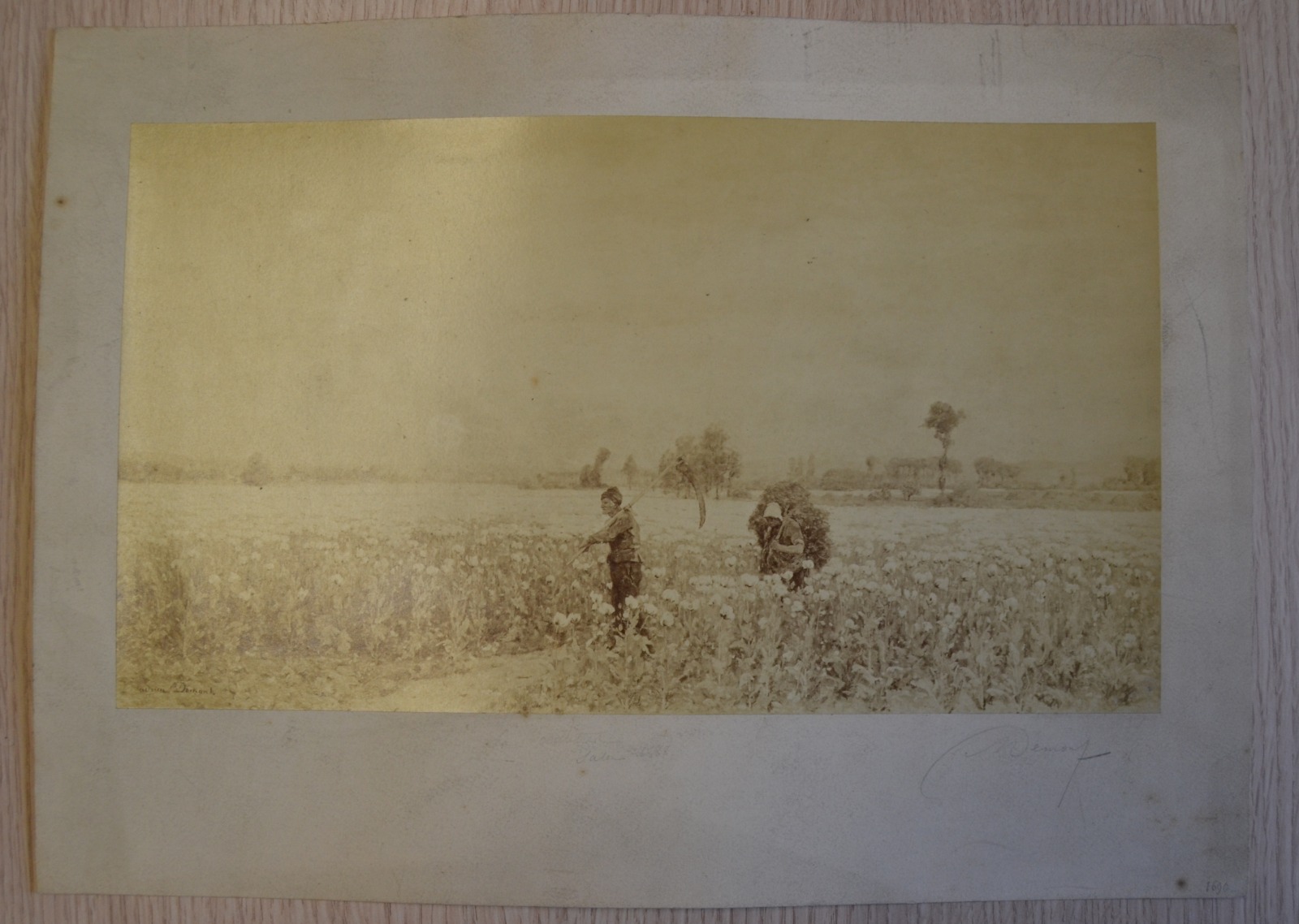 Les Oeillets, Adrien Louis Demont, 4e quart 19e siècle