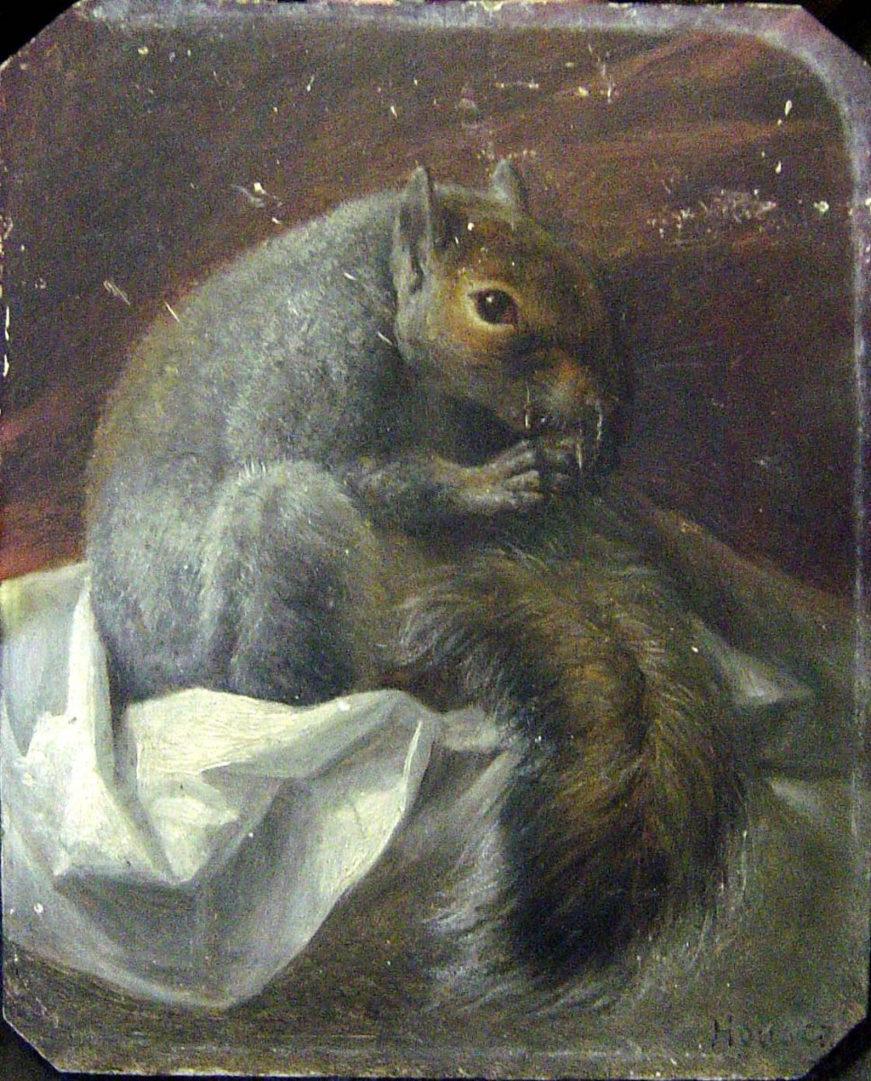 Écureuil gris, Charles Gustave Housez, 19e siècle